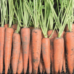 Marchew  Joba  500 g nasion  zw st